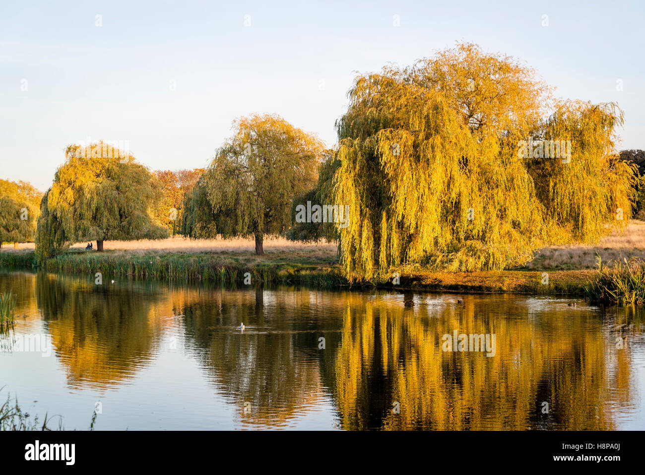 Weeping willow in autumn hi-res stock photography and images - Alamy