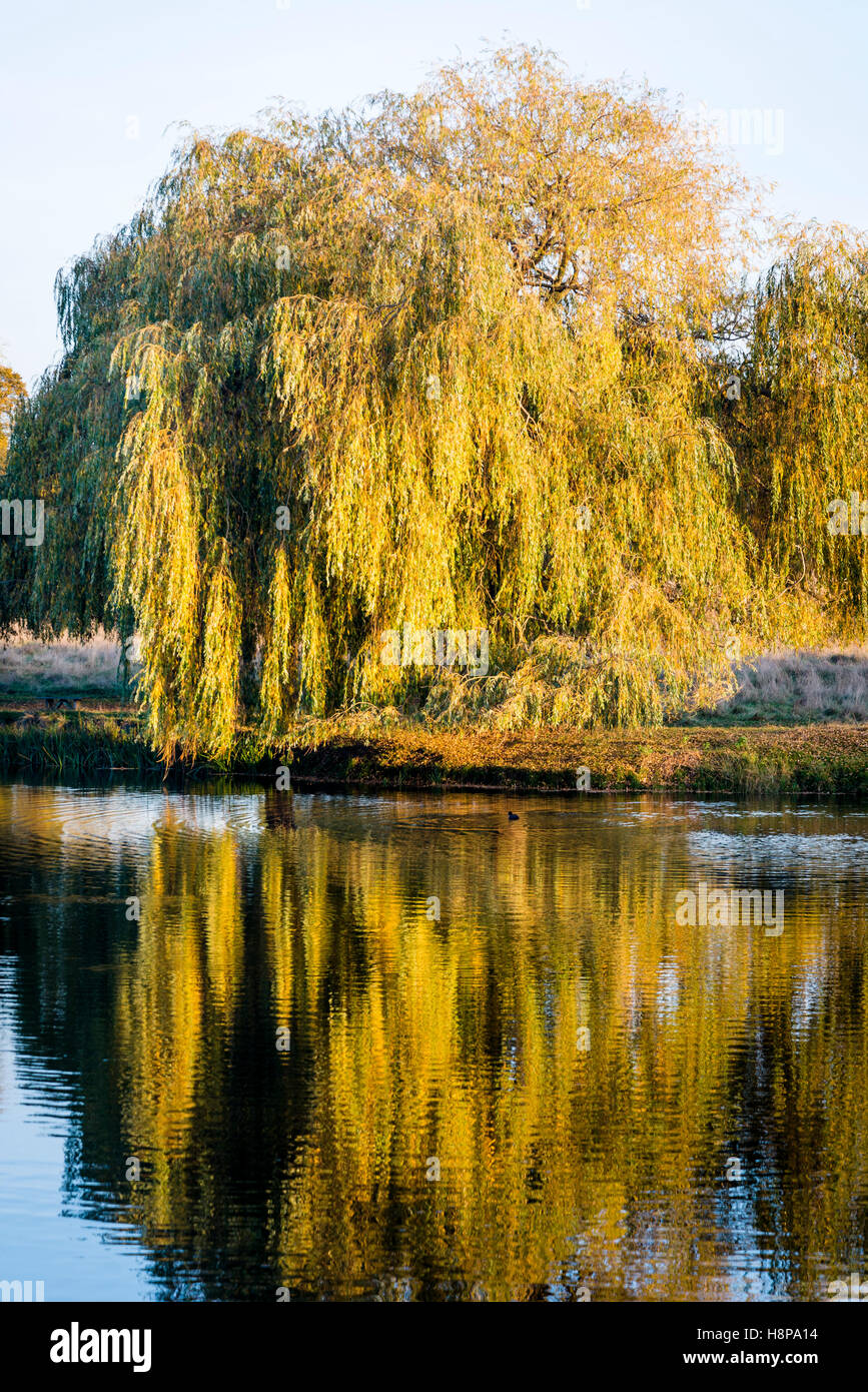 Weeping willow tree in autumn at Hampton Wick pond in Home Park, Surrey