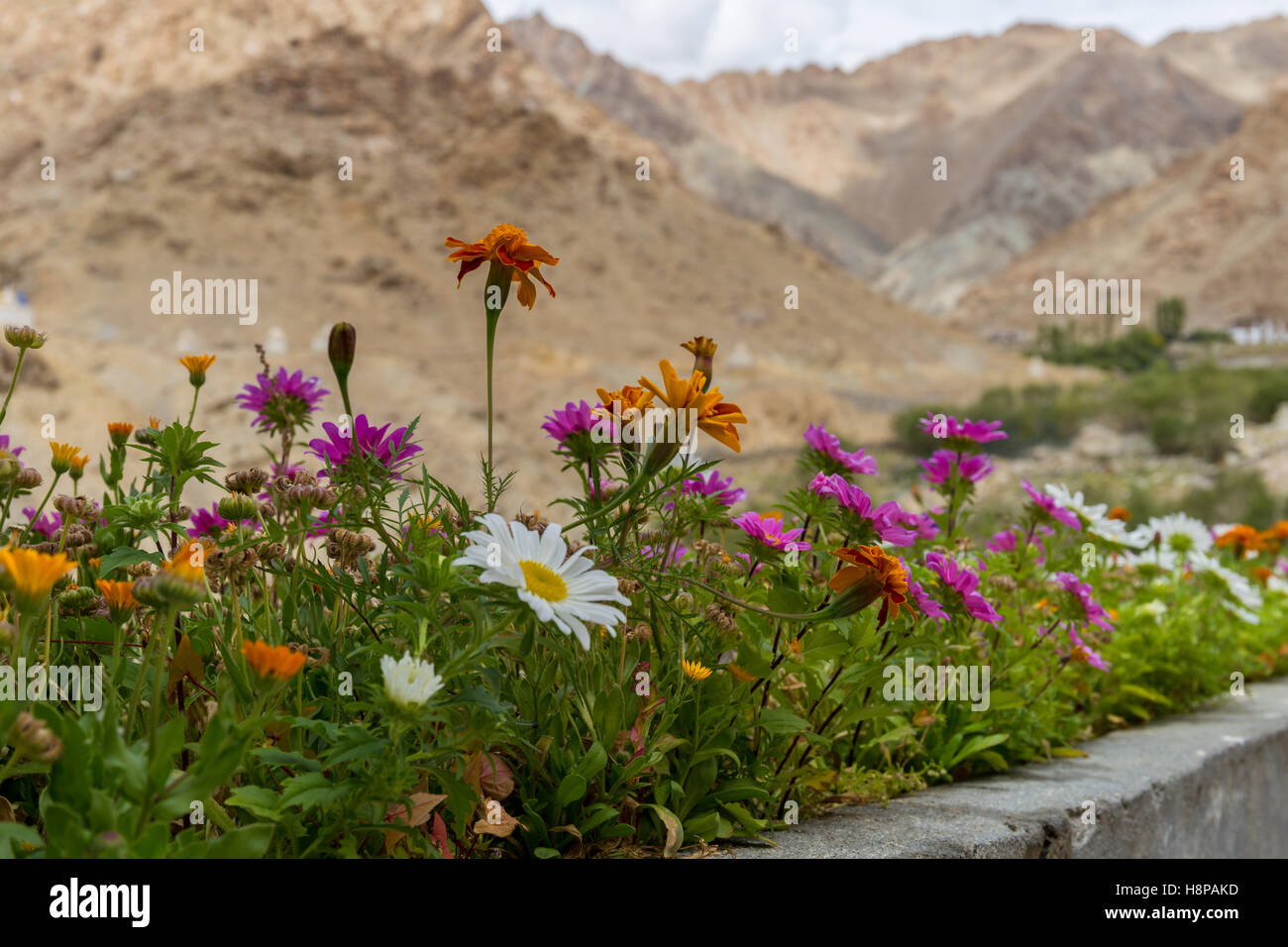 Plants of the himalayas hi-res stock photography and images - Alamy