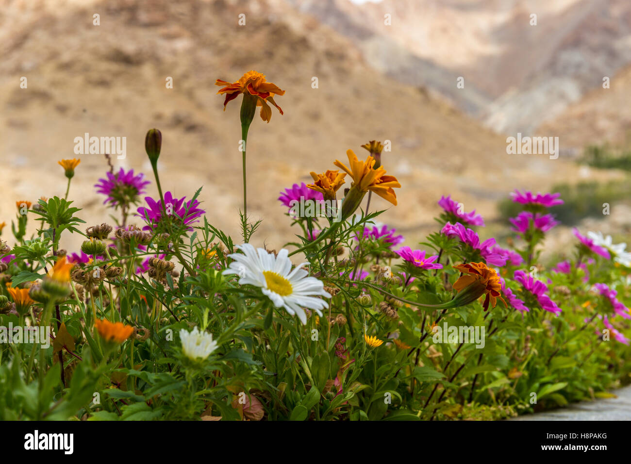 Plants of the himalayas hi-res stock photography and images - Alamy