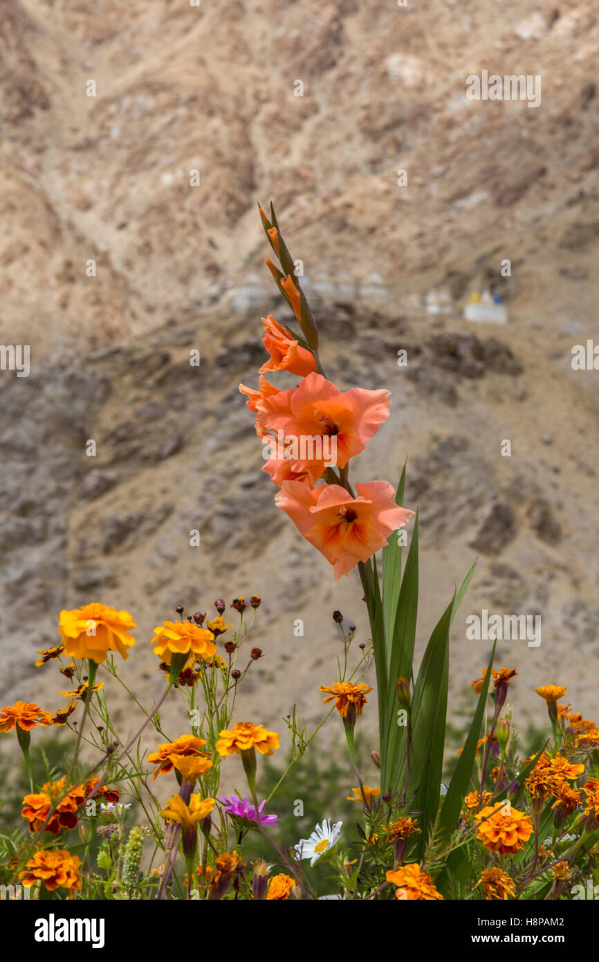Plants of the himalayas hi-res stock photography and images - Alamy