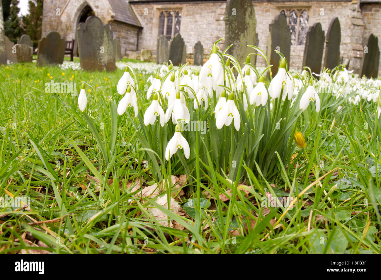 Snowdrops (Galanthus nivalis) flowering . Naturalized in a churchyard. Powys, Wales. February. Stock Photo