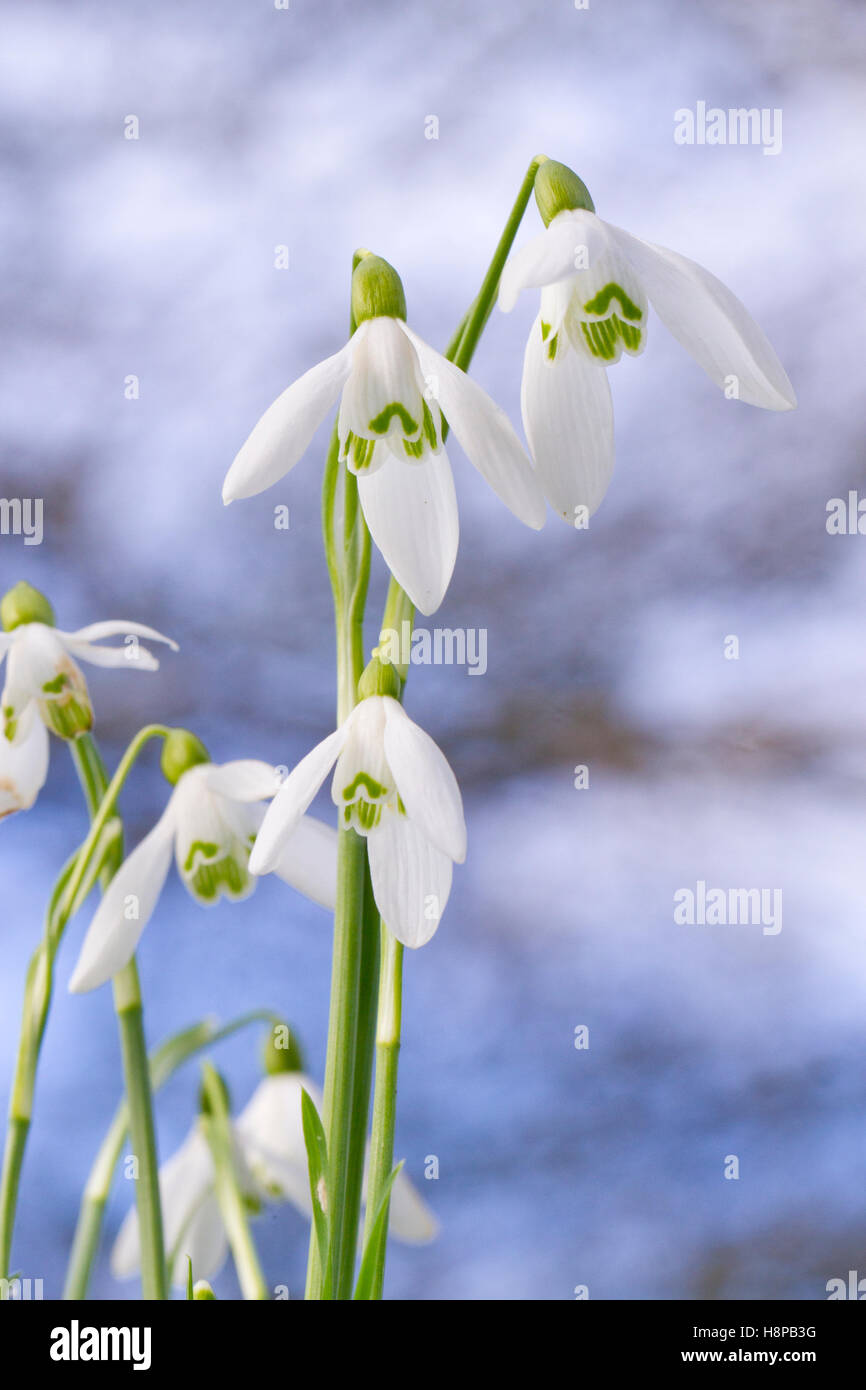 Snowdrops (Galanthus nivalis) flowering. Powys, Wales. February. Stock Photo