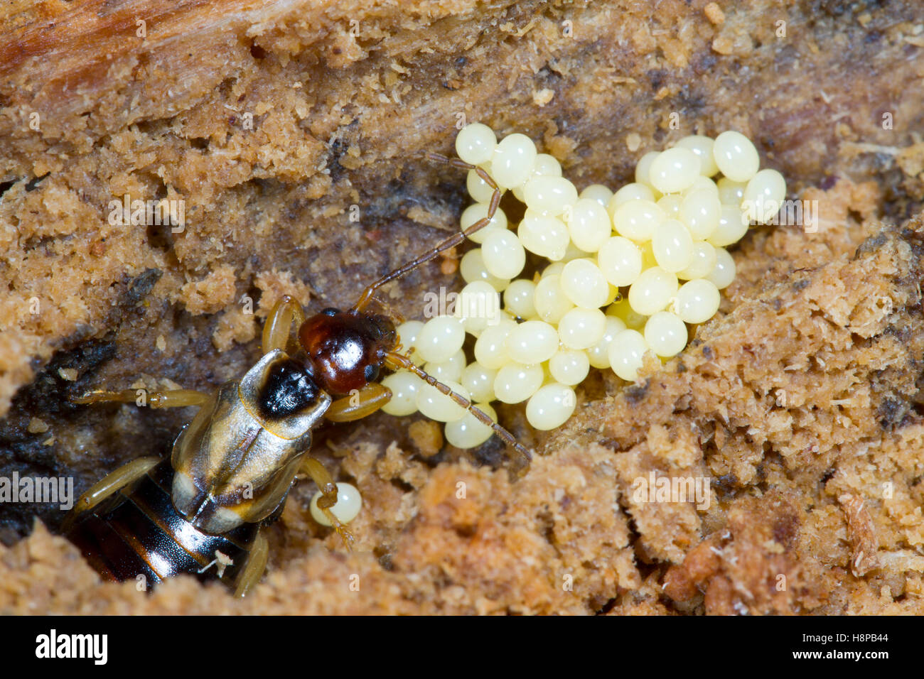 Common Earwig (Forficula auricularia) adult female in nest, tending eggs. Powys, Wales. March. Stock Photo
