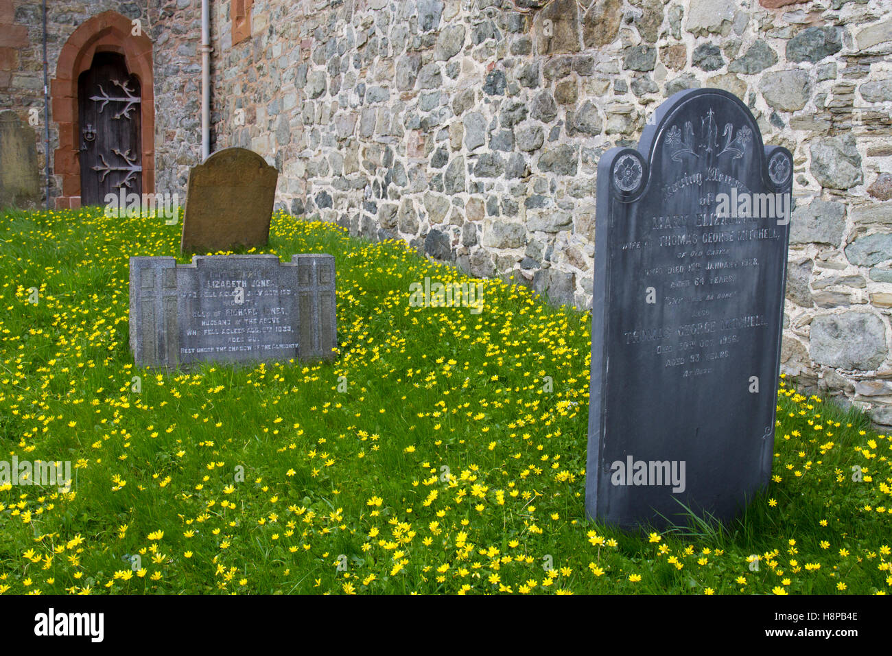 Lesser Celandines (Ficaria verna) flowering in a churchyard. Montgomery, Powys, Wales. April. Stock Photo