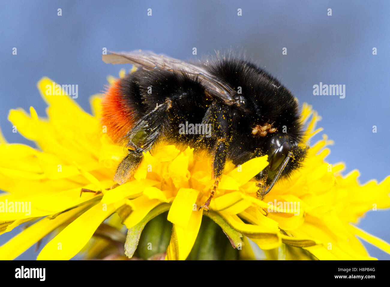 Large red tailed bumblebee hi-res stock photography and images - Alamy