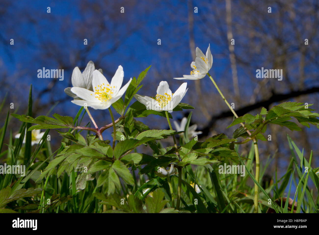 Wood Anemones (Anemone nemorosa) flowering in a wood. Powys, Wales. April. Stock Photo