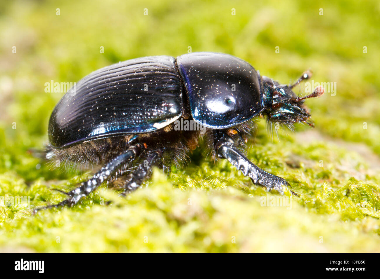 Dor Beetle (Geotrupes stercorarius) adult. Powys, Wales. May Stock Photo