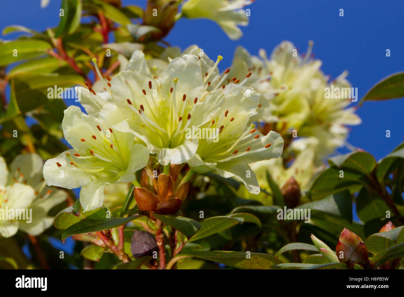 Rhododendron 'Princess Ann' flowering. Powys, Wales. May. Stock Photo