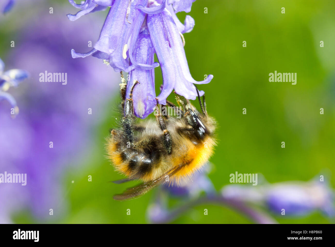 Common Carder Bumblebee (Bombus pascuorum) adult worker feeding in a bluebell (Hyacinthoides non-scripta) flower. Stock Photo