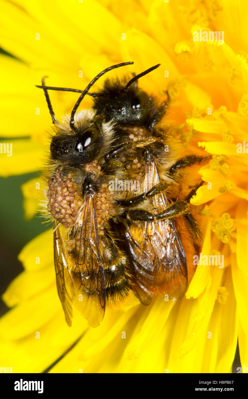 Red Mason bees (Osmia bicornis) pair mating in a dandelion flower.  Both bees are carrying a large number of scavenging mites. Stock Photo