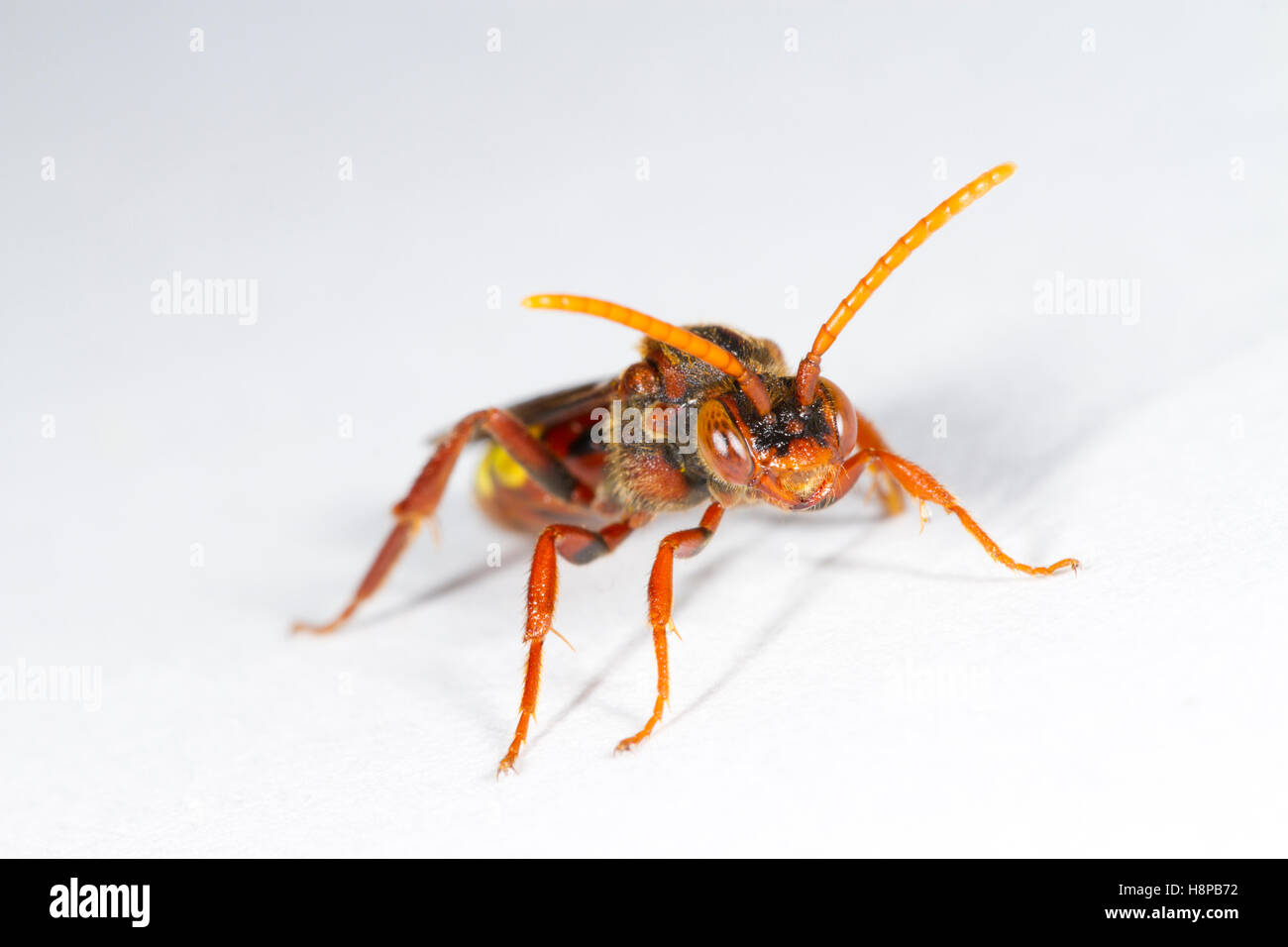 Flavous Nomad bee (Nomada flava) adult female on a white background. Powys, Wales, May. Stock Photo