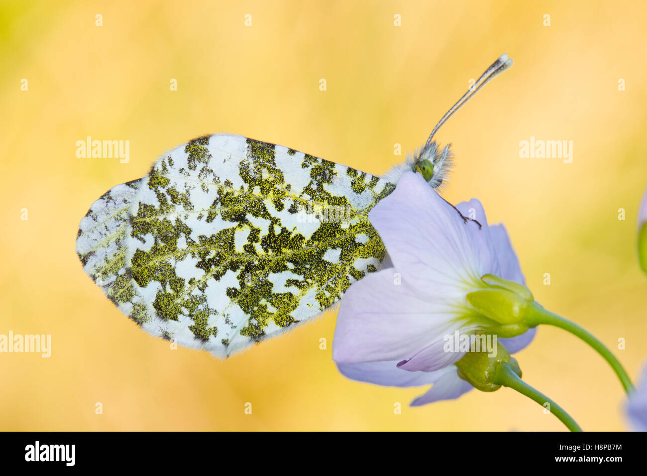 Orange-tip (Anthocharis cardamines) adult butterfly roosting at dusk on a Lady's Smock (Cardamine pratensis) flower. Stock Photo