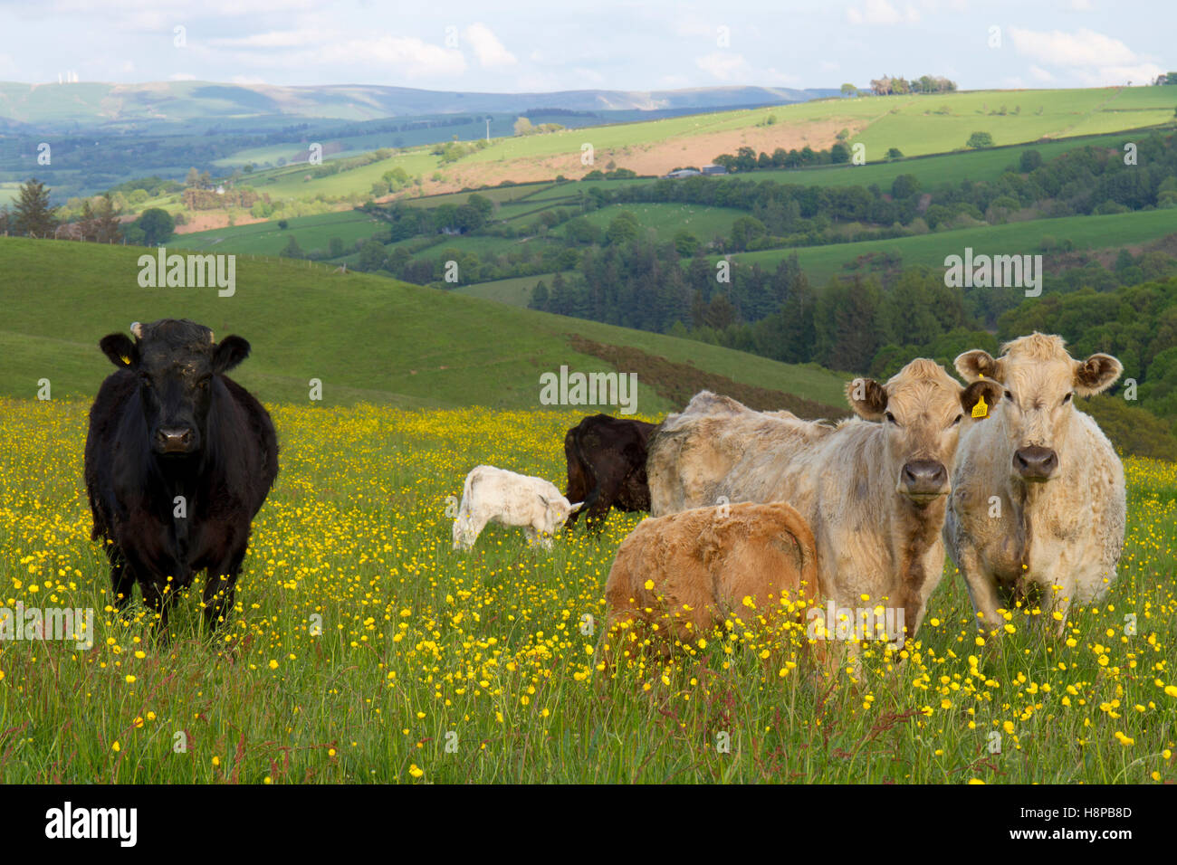 Cows and calves grazing a meadow on an Organic farm. Powys, Wales. May. Stock Photo
