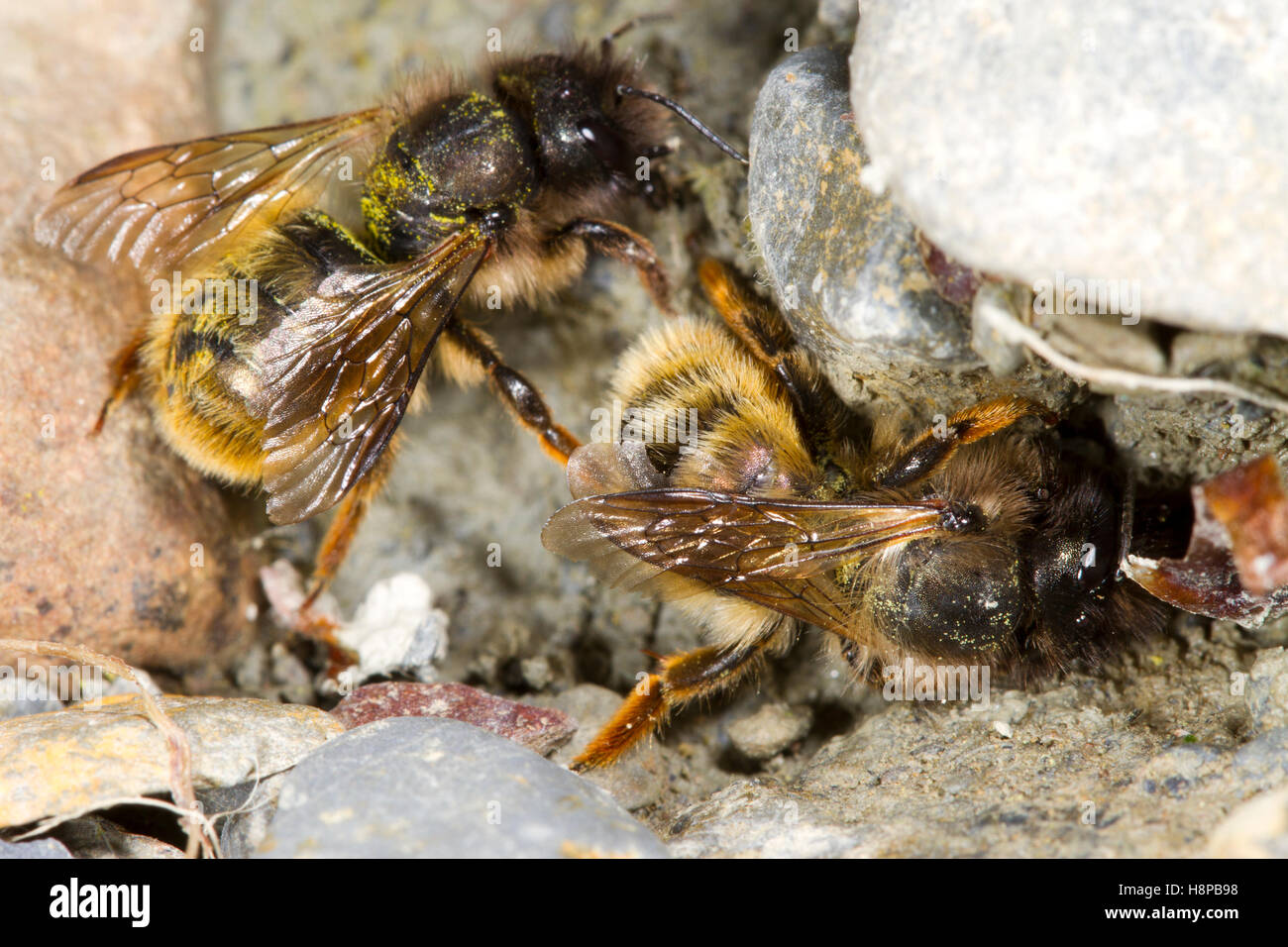 Red Mason bees (Osmia bicornis) adult females collecting wet mud for nest construction. Powys, Wles. June. Stock Photo