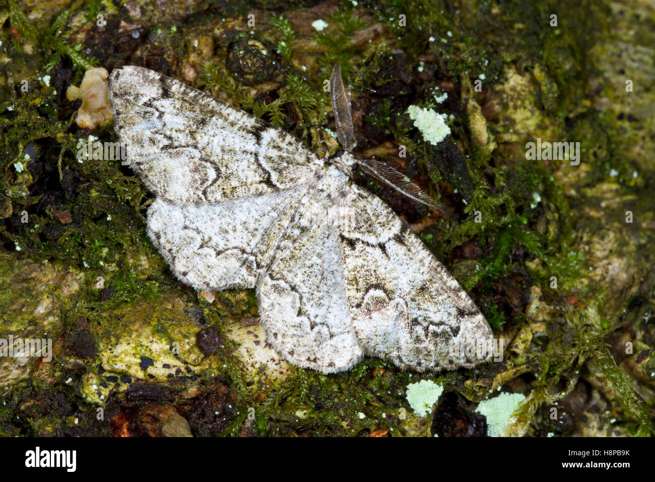 Brussels Lace (Cleorodes lichenaria) adult moth resting on tree bark. Powys, Wales. June. Stock Photo