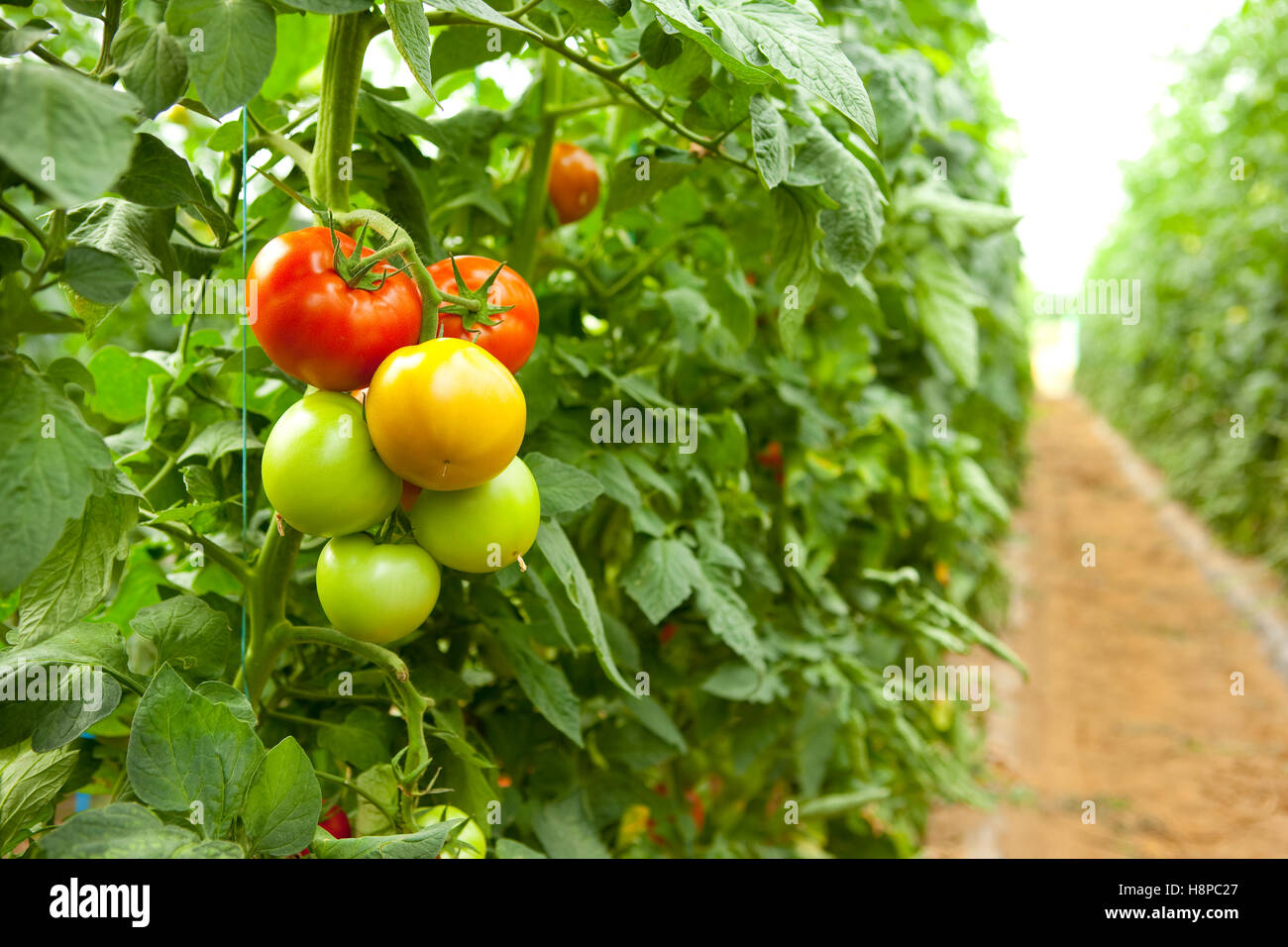 Tomato cultivation in a greenhouse Stock Photo