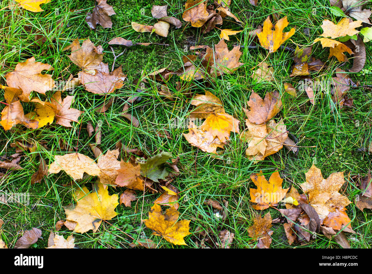 Fallen leaves on green grass, autumn background Stock Photo - Alamy