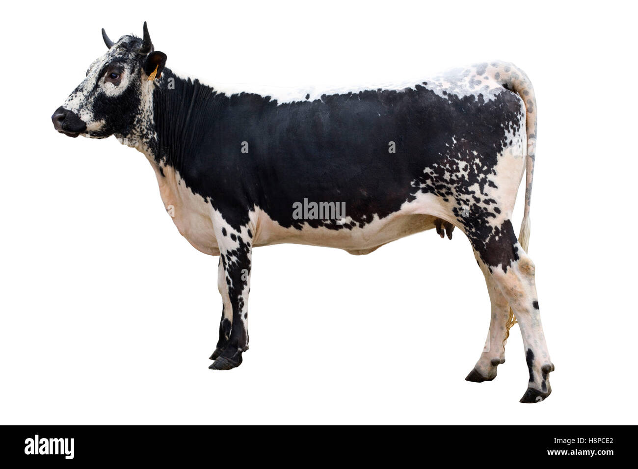 Cattle breeding: Vosgienne cow, photo that can be cut out Stock Photo
