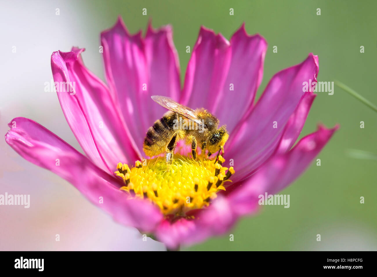 Bumblebee gathering pollen from a cosmos flower Stock Photo - Alamy