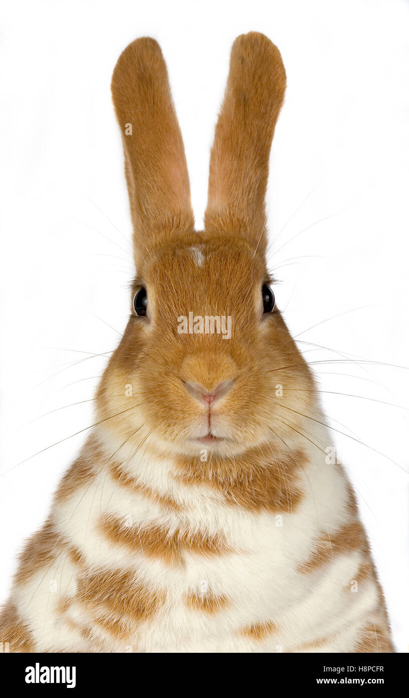 Common rabbit Stock Photo