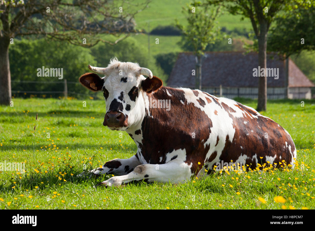 Norman cow hi res stock photography and images Alamy Norman cow hi res stock photography and images Alamy