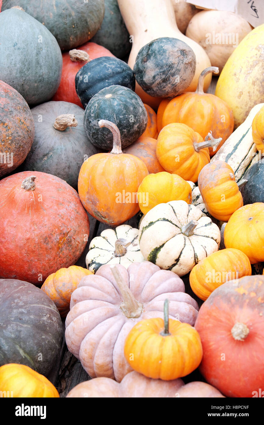 Pumpkin cucurbitaceous plant hires stock photography and images Alamy
