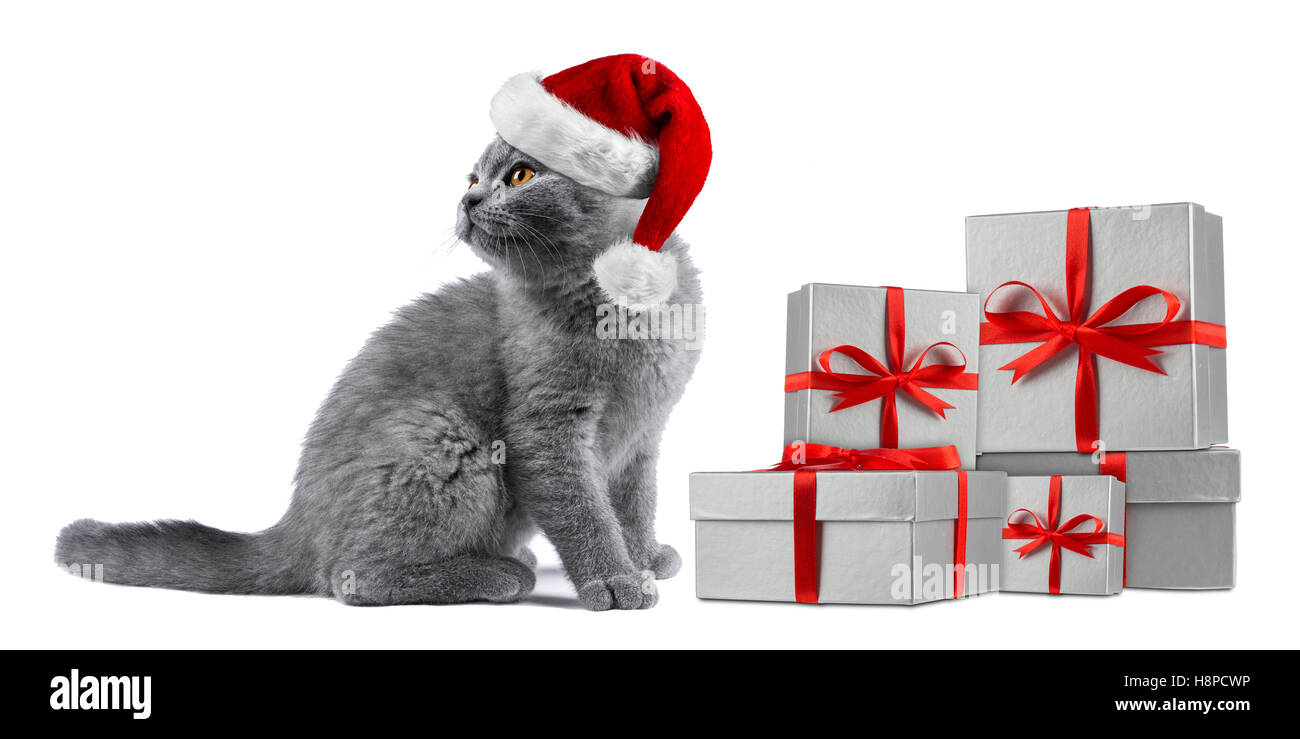 cute kitten cat blue british shorthair with red white christmas xmas santa hat silver present gift boxes ribbon isolated on whit Stock Photo