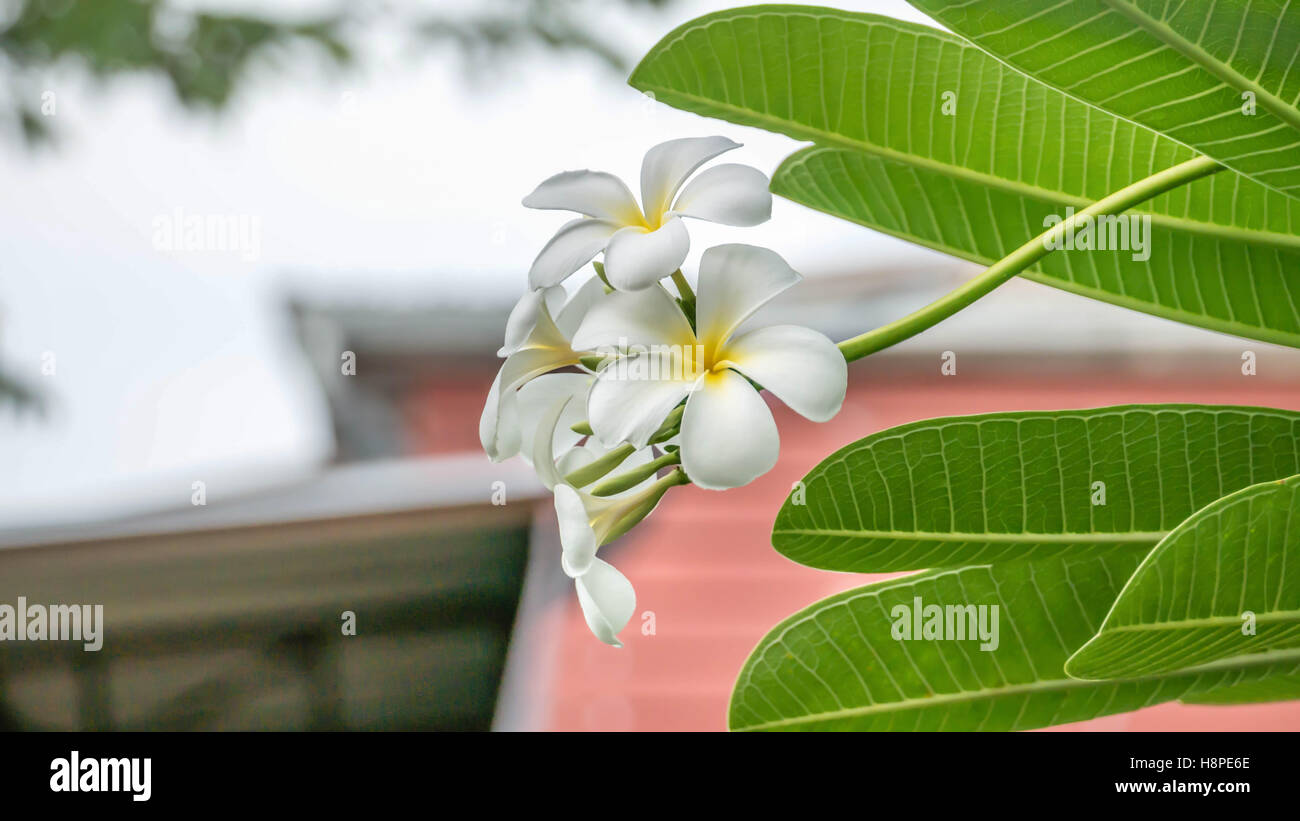 White and yellow Plumeria ( frangipani flowers ) in garden Stock Photo