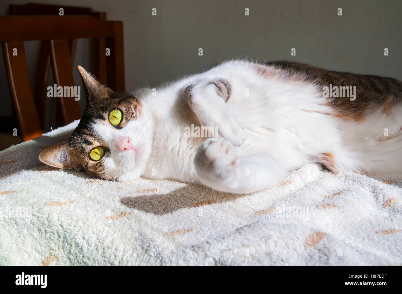 Tabby and white cat lying, sunbathing Stock Photo - Alamy
