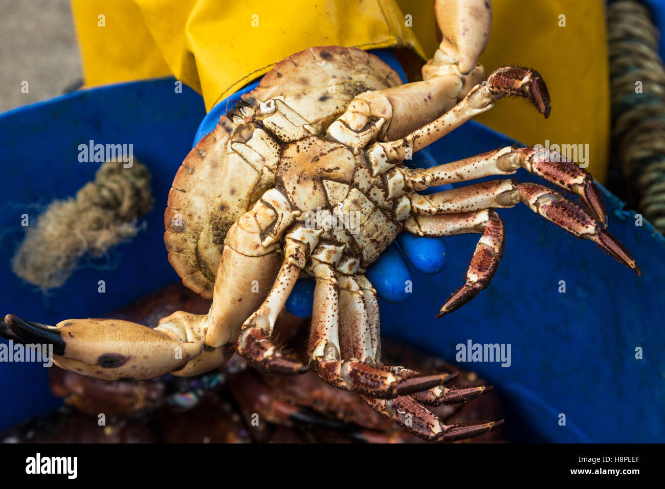 Crab crabs gloves fishing hi-res stock photography and images - Alamy