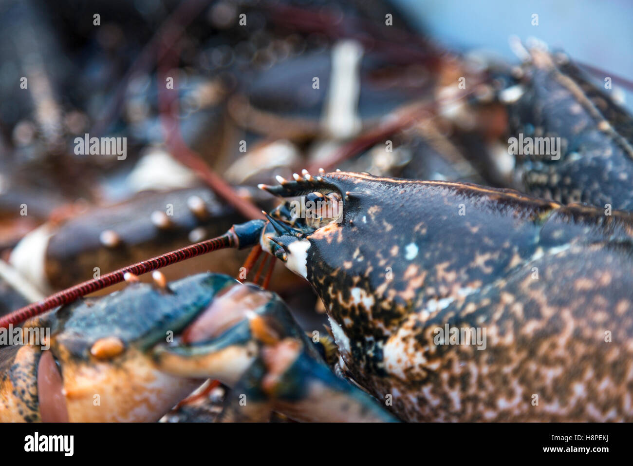 Fresh lobster close-up Stock Photo
