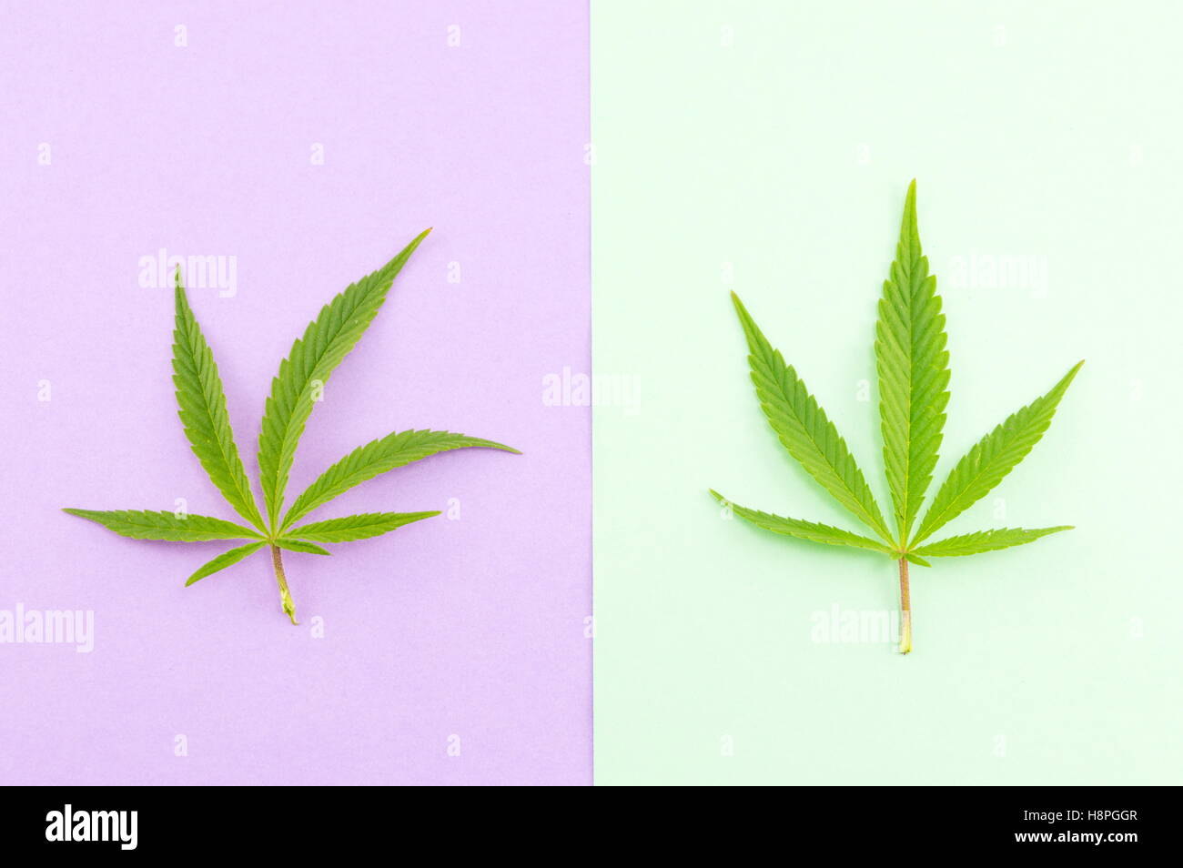 Two marijuana plants on green and purple background Stock Photo