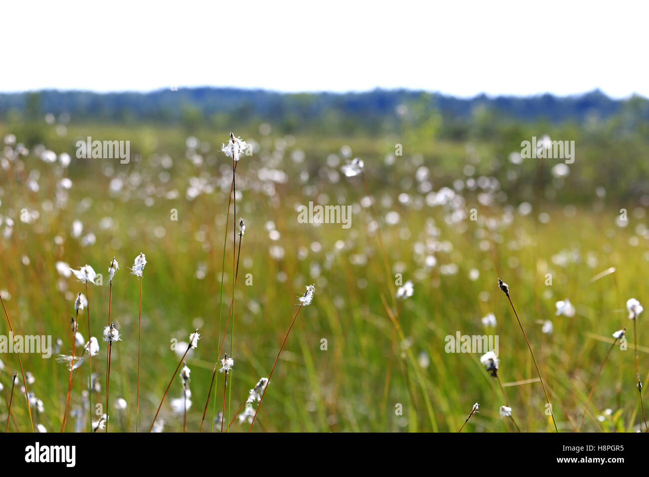 Landscape with Cottongrass (Eriophorum) by the edge of a large bog in Finland at summer. Shallow dof, bokeh effect. Stock Photo