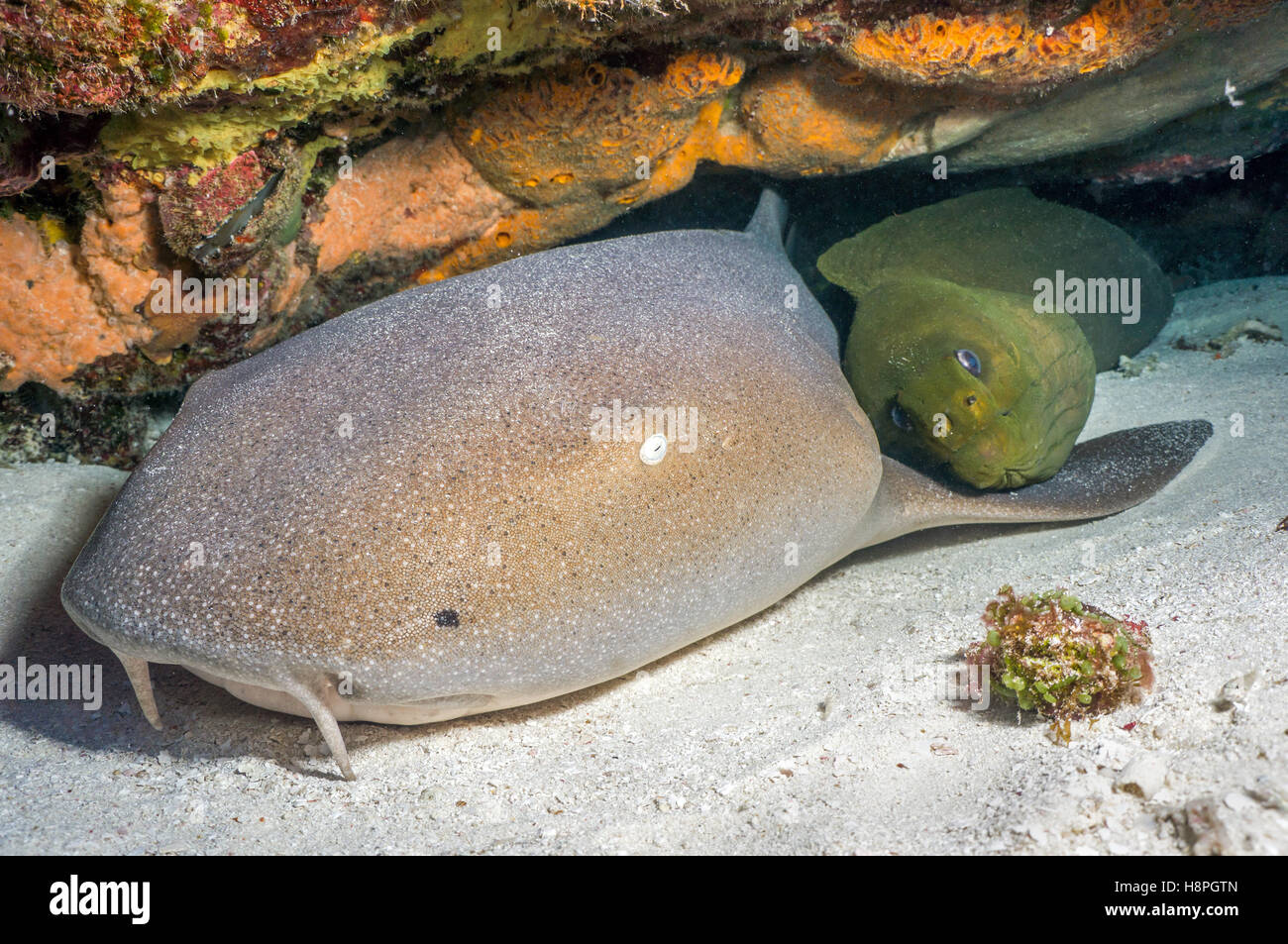 Nurse Shark and Green Moray snuggling - Stock Image