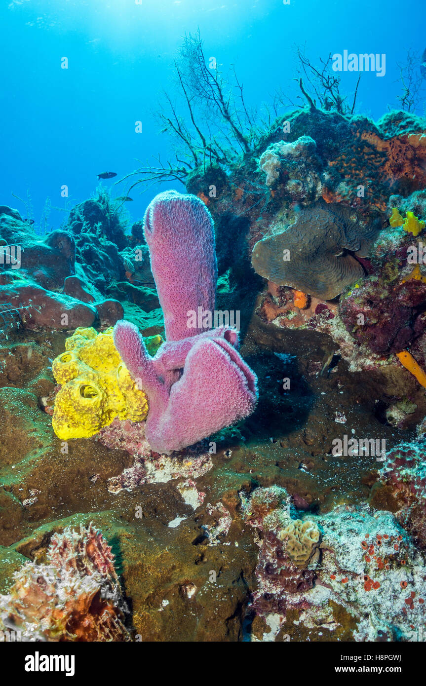 A group of colorful sponges Stock Photo Alamy