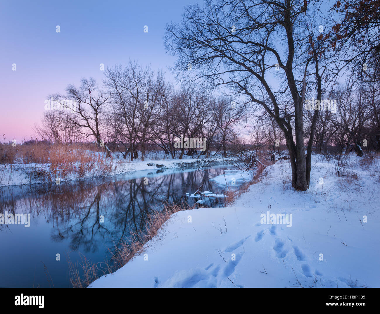 Winter forest on the river at sunset. Colorful landscape with old trees ...