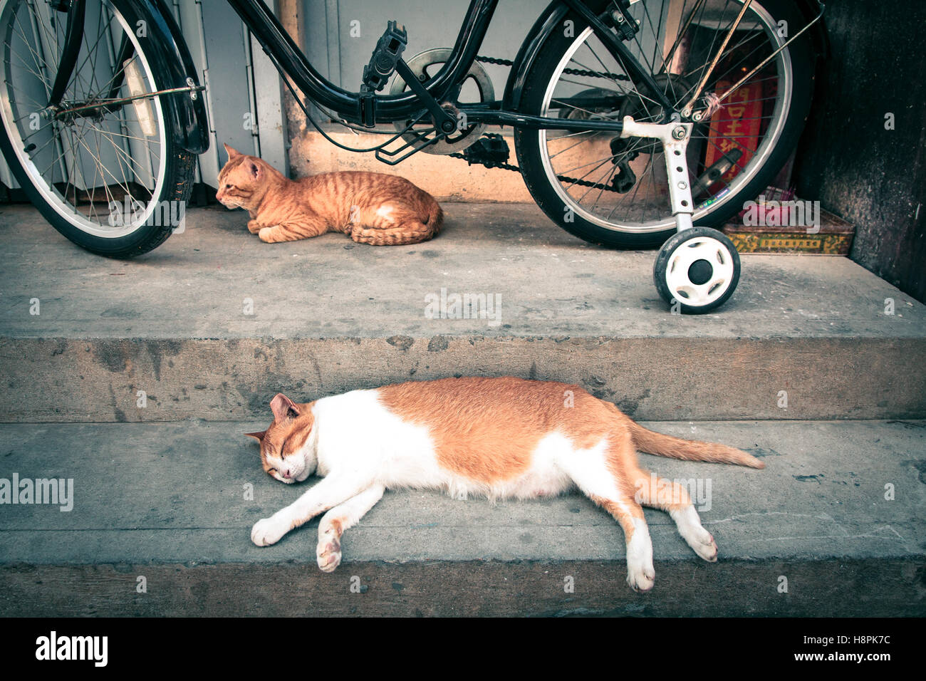 Cats rest under a bike, Hong Kong Stock Photo Alamy