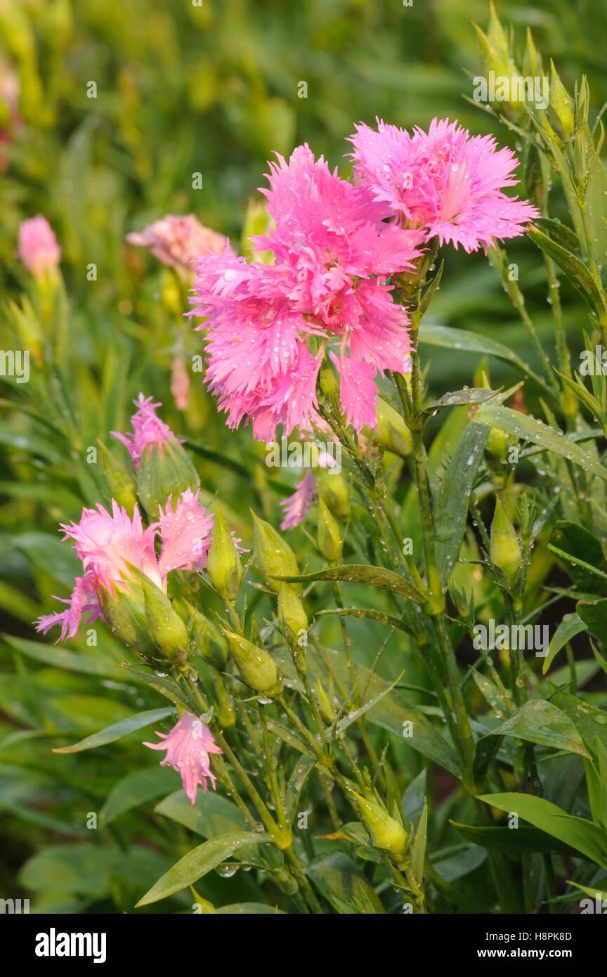 Carnationcaryophyllus hires stock photography and images Alamy