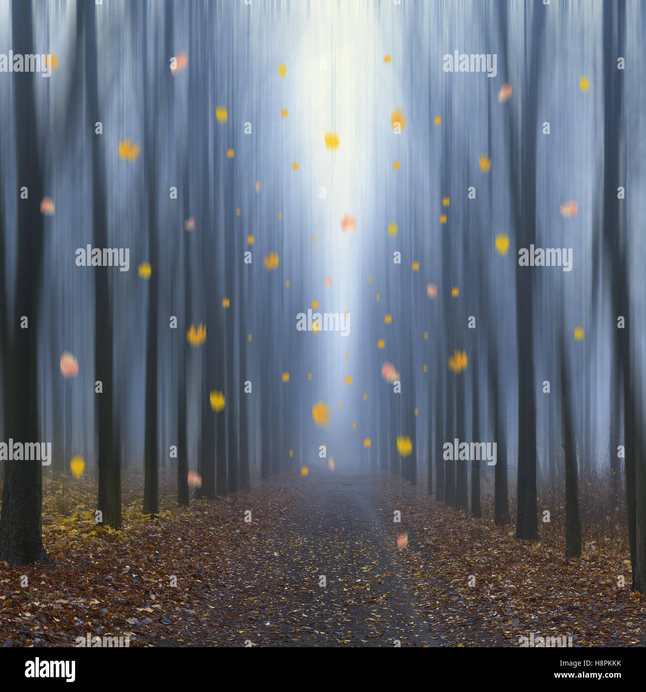 Falling of autumn foliage in the foggy alley Stock Photo - Alamy