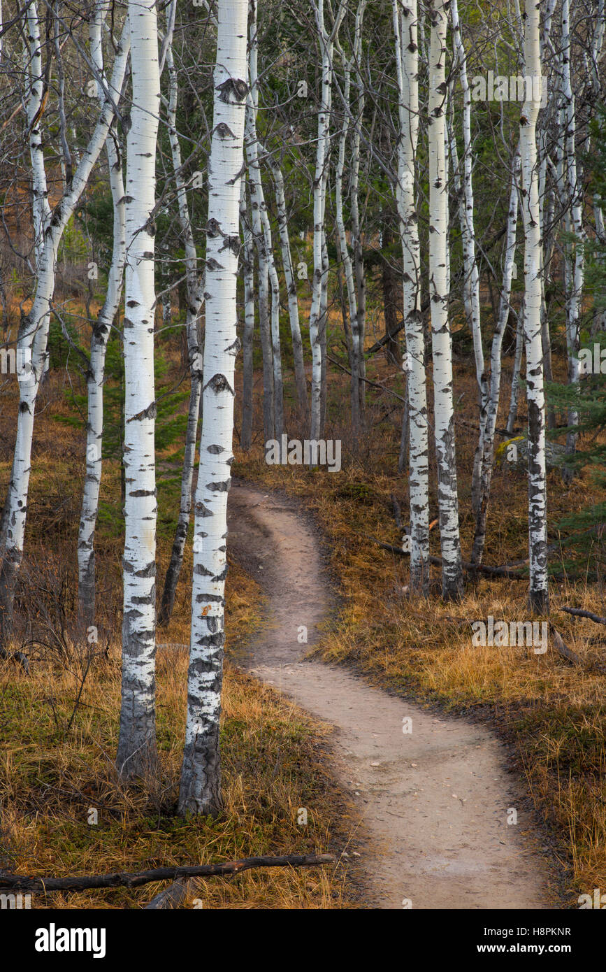 Fall hiking trail Stock Photo - Alamy