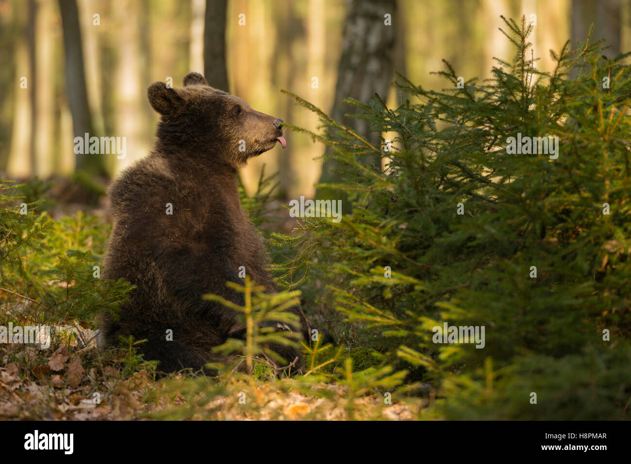 Eurasian Brown Bear / Europaeischer Braunbaer ( Ursus arctos ) young cub, sitting on the ground, sticking its tongue out, funny. Stock Photo