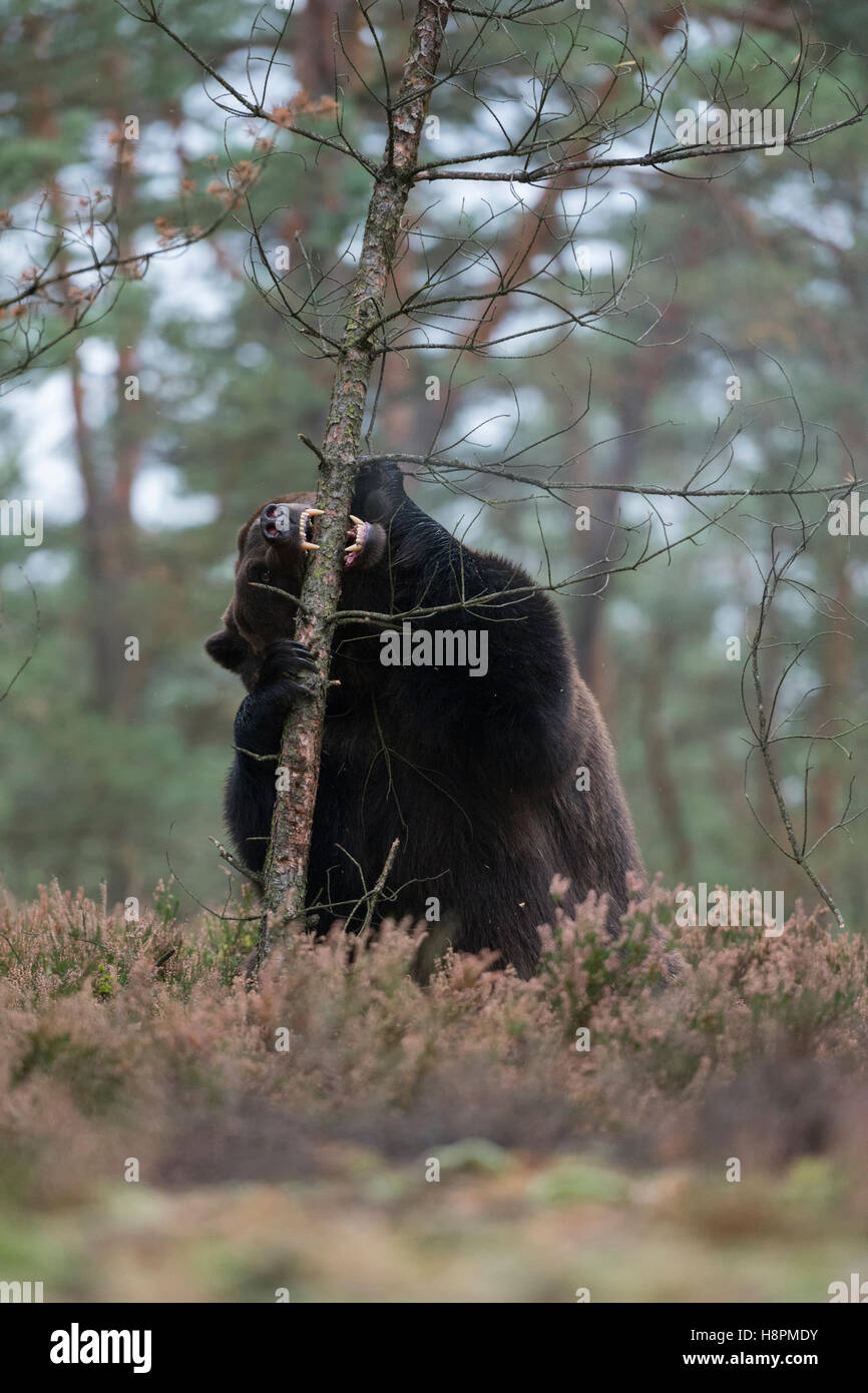 European Brown Bear / Europaeischer Braunbaer ( Ursus arctos ), sitting on hind legs, biting in a tree, playful behavior, funny. Stock Photo