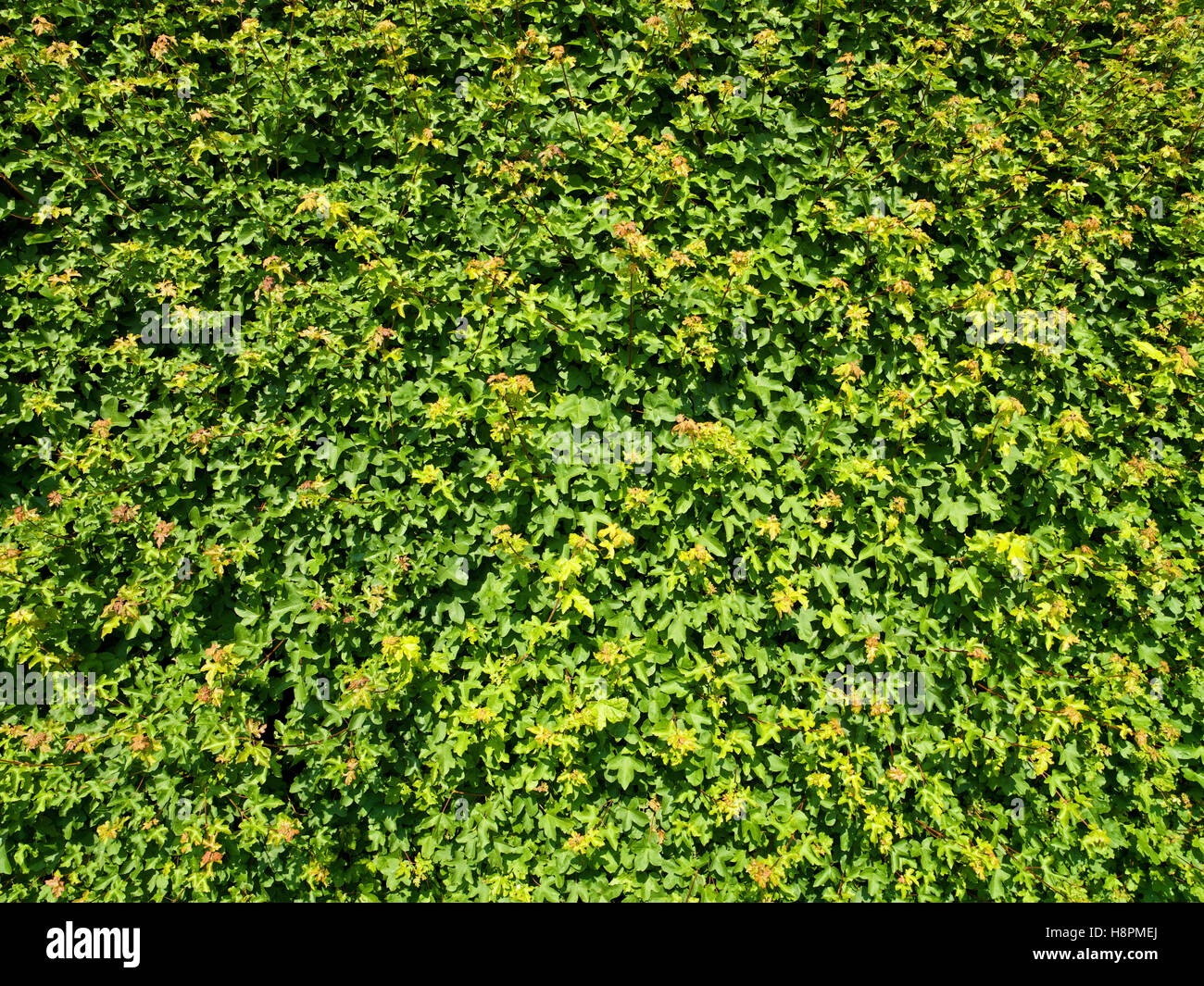 Acer (Acer campestre), Maple hedge Stock Photo