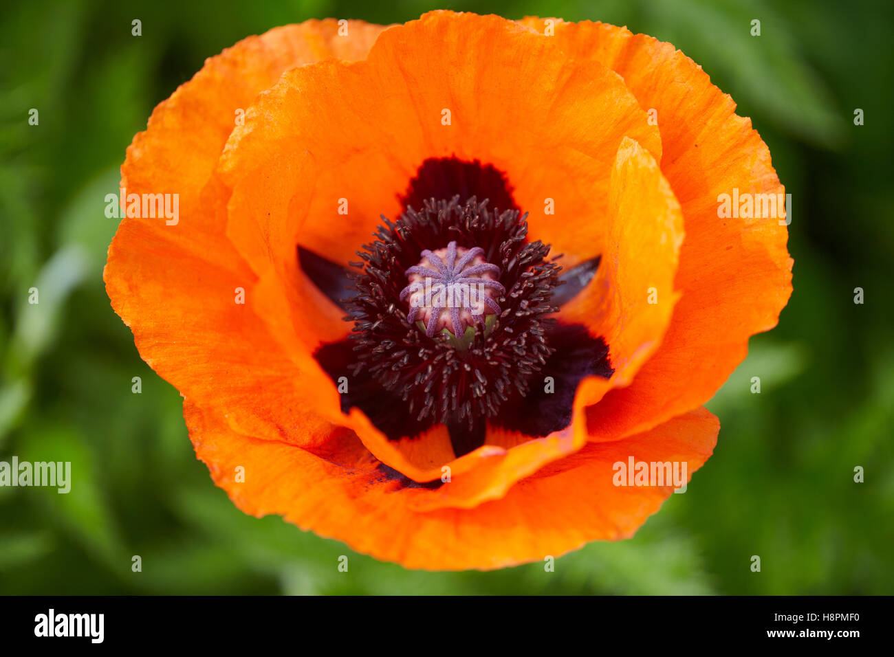 Poppy flower (Papaveraceae) Stock Photo