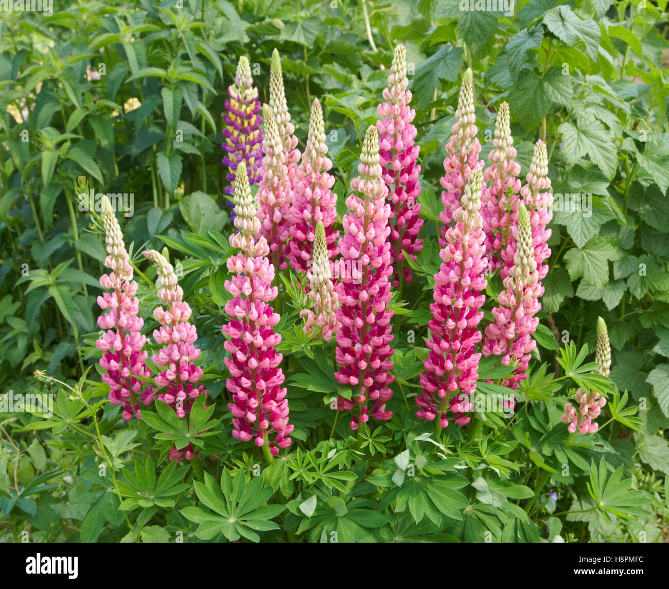 Pink lupin (Lupinus polyphyllus) Stock Photo