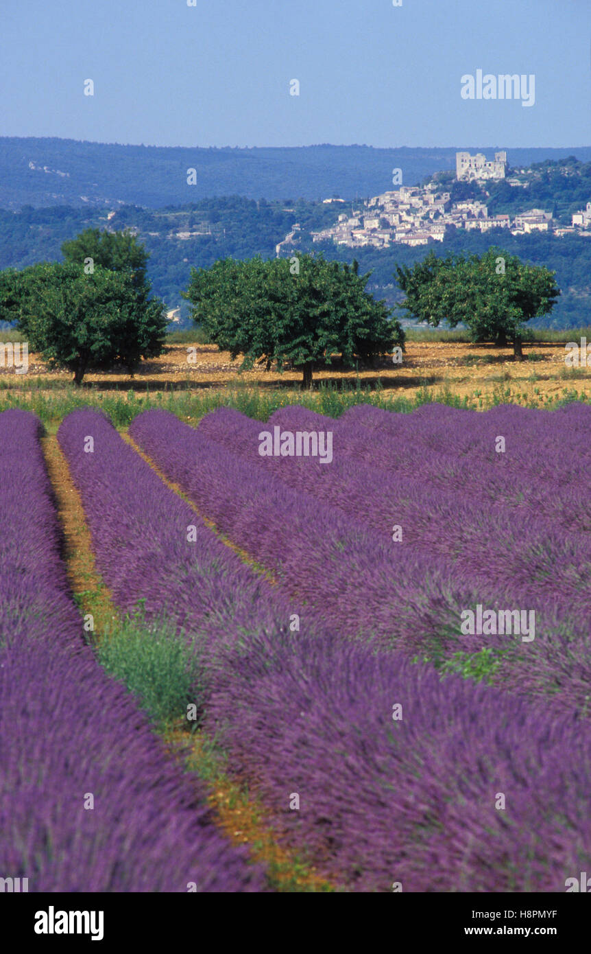Lavender field near lacoste provence hi-res stock photography and images -  Alamy