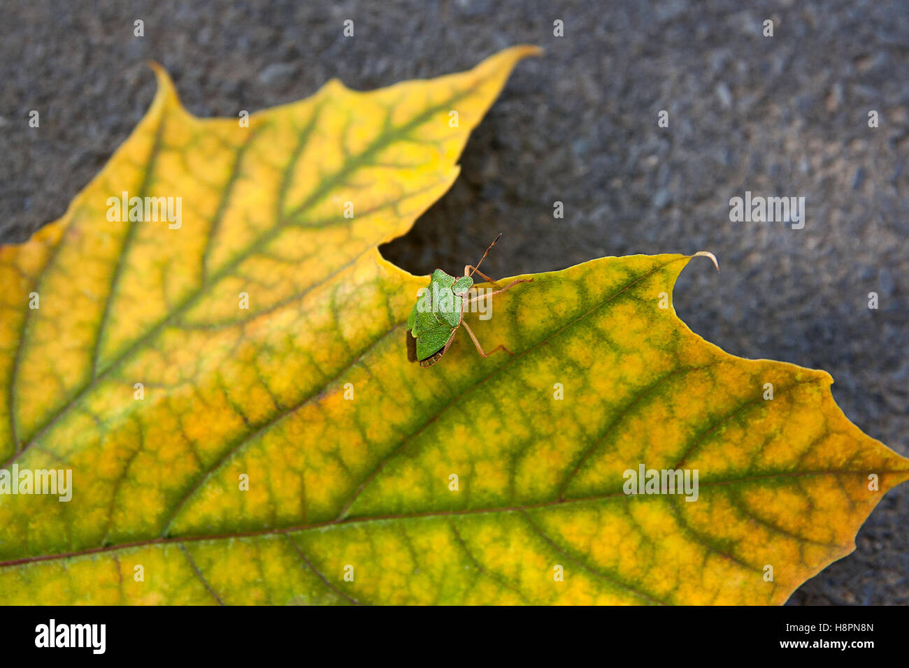Close up view of a green shield bug or stink bug on autumn maple leaf ...