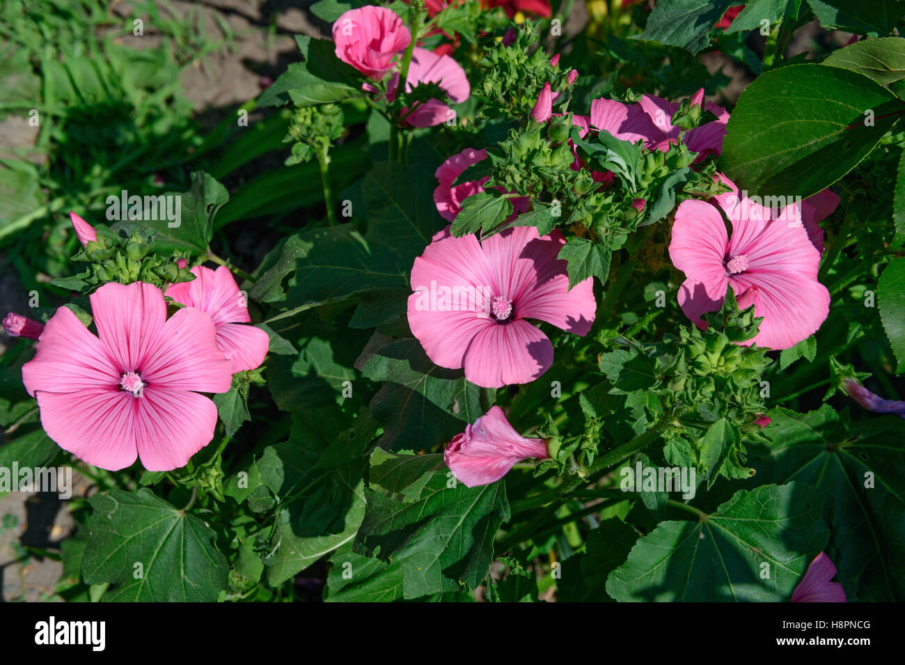 Close-up of bright pink lavatera flowers in sunlight of summer morning. Stock Photo