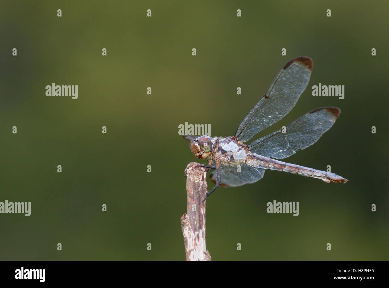 Dragonfly on the top of a stick with a green background Stock Photo - Alamy